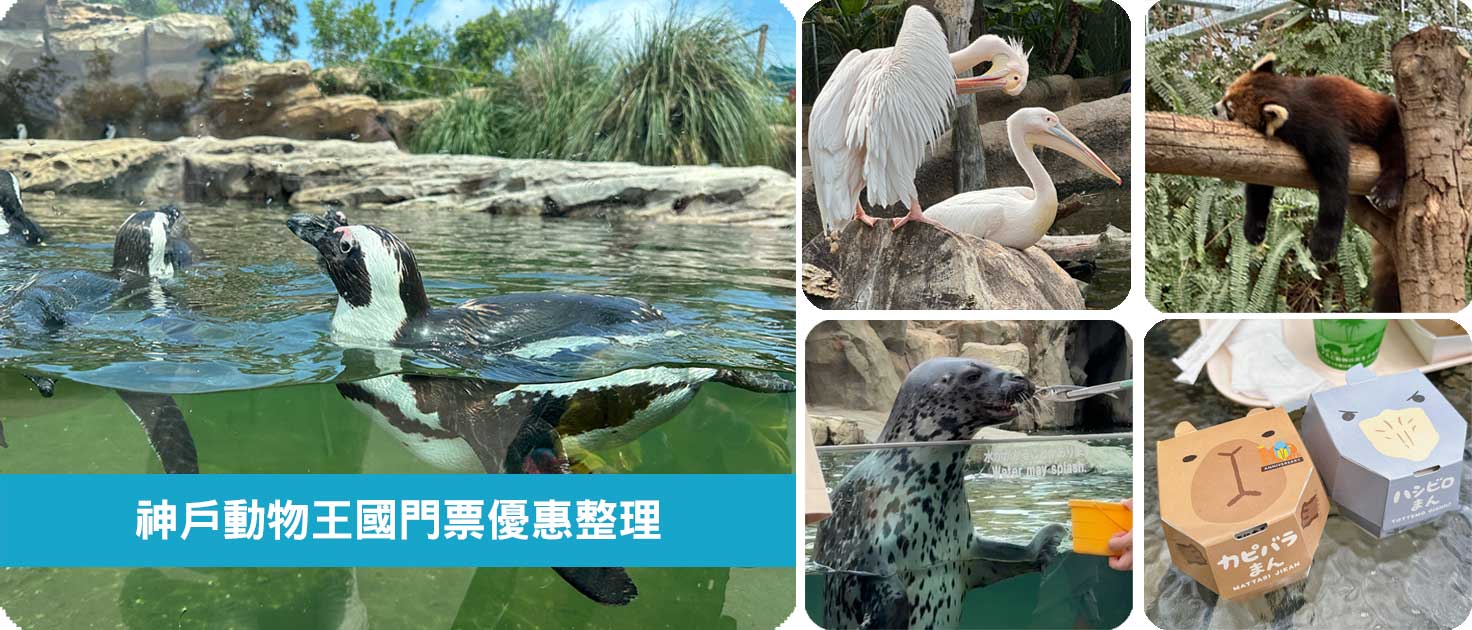 神戶動物王國｜來去神戶餵企鵝跟海豹，還有鵜鶘與貓頭鷹，超近距離與動物親近互動｜神戶親子景點推薦！Kobe Animal Kingdom