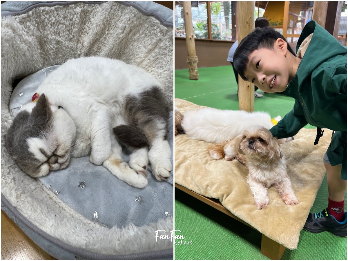 神戶動物王國｜來去神戶餵企鵝跟海豹，還有鵜鶘與貓頭鷹，超近距離與動物親近互動｜神戶親子景點推薦！Kobe Animal Kingdom