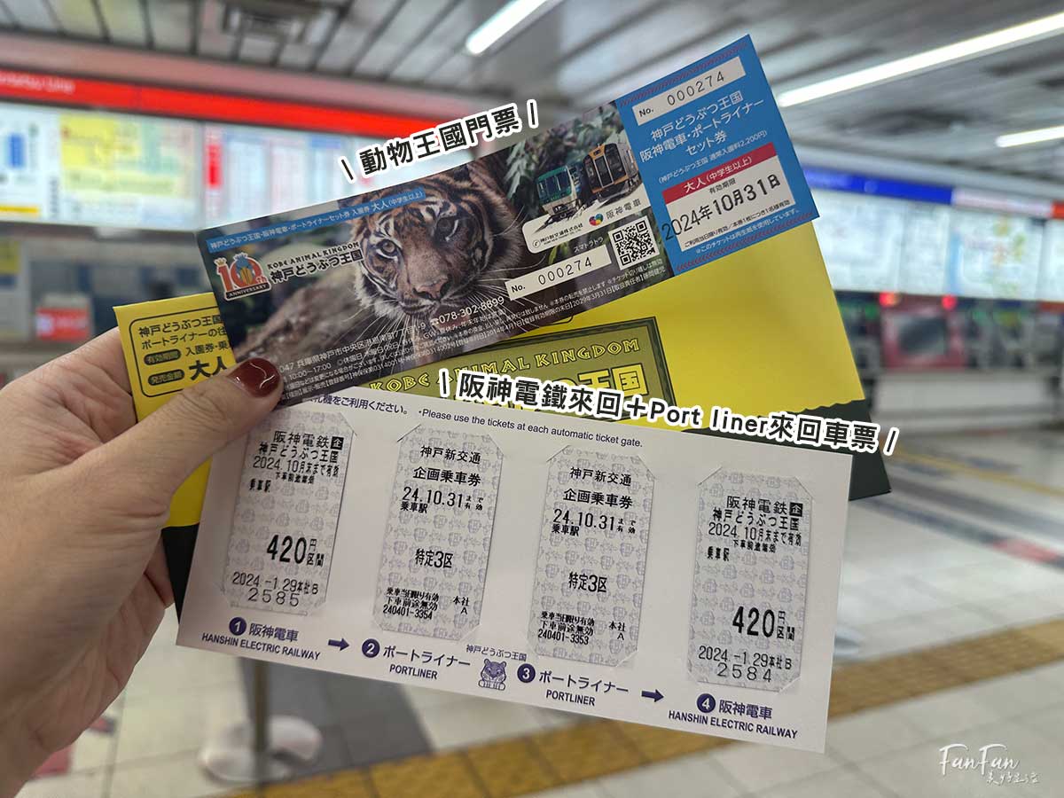 神戶動物王國｜來去神戶餵企鵝跟海豹，還有鵜鶘與貓頭鷹，超近距離與動物親近互動｜神戶親子景點推薦！Kobe Animal Kingdom