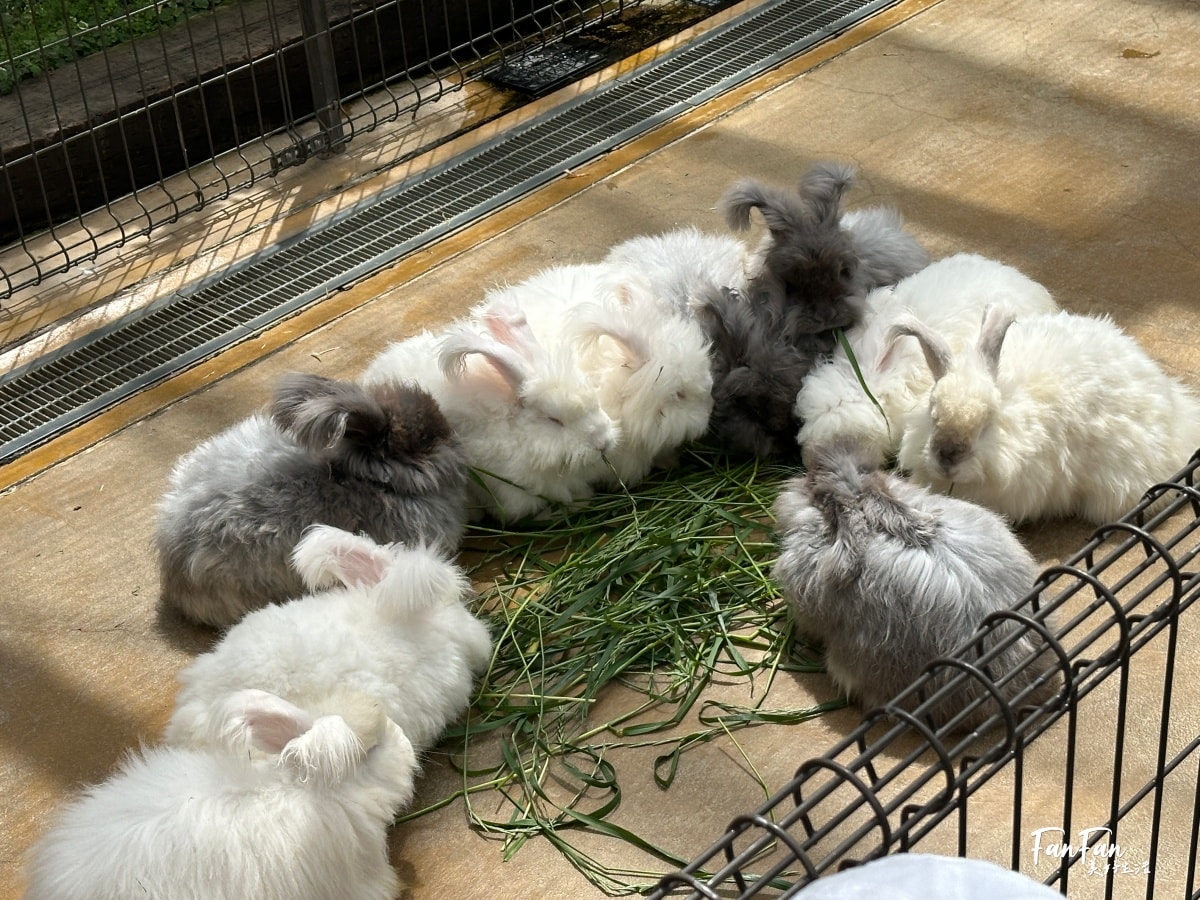 神戶動物王國｜來去神戶餵企鵝跟海豹，還有鵜鶘與貓頭鷹，超近距離與動物親近互動｜神戶親子景點推薦！Kobe Animal Kingdom