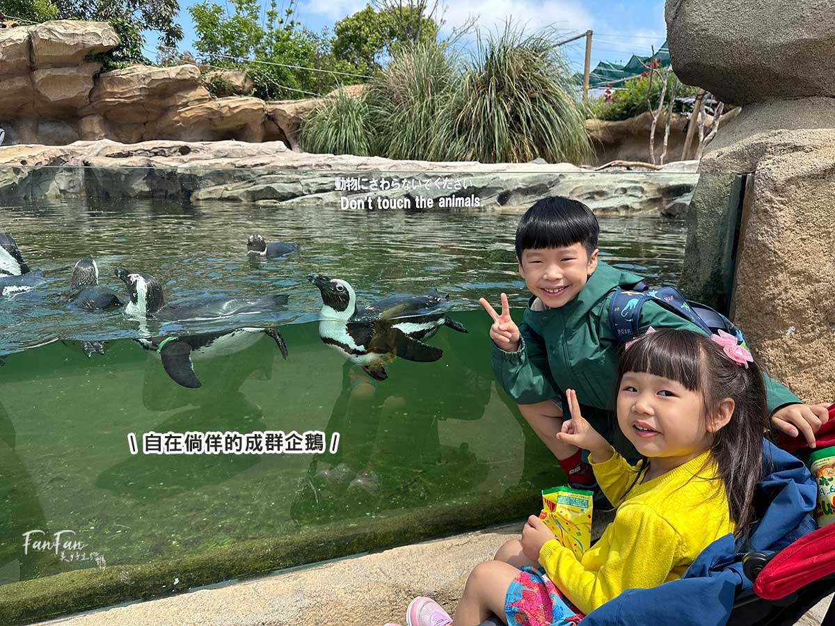 神戶動物王國｜來去神戶餵企鵝跟海豹，還有鵜鶘與貓頭鷹，超近距離與動物親近互動｜神戶親子景點推薦！Kobe Animal Kingdom