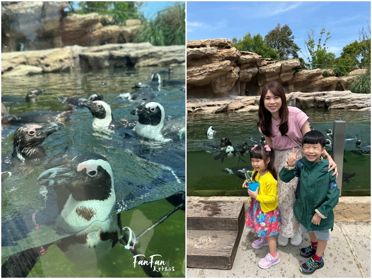 神戶動物王國｜來去神戶餵企鵝跟海豹，還有鵜鶘與貓頭鷹，超近距離與動物親近互動｜神戶親子景點推薦！Kobe Animal Kingdom