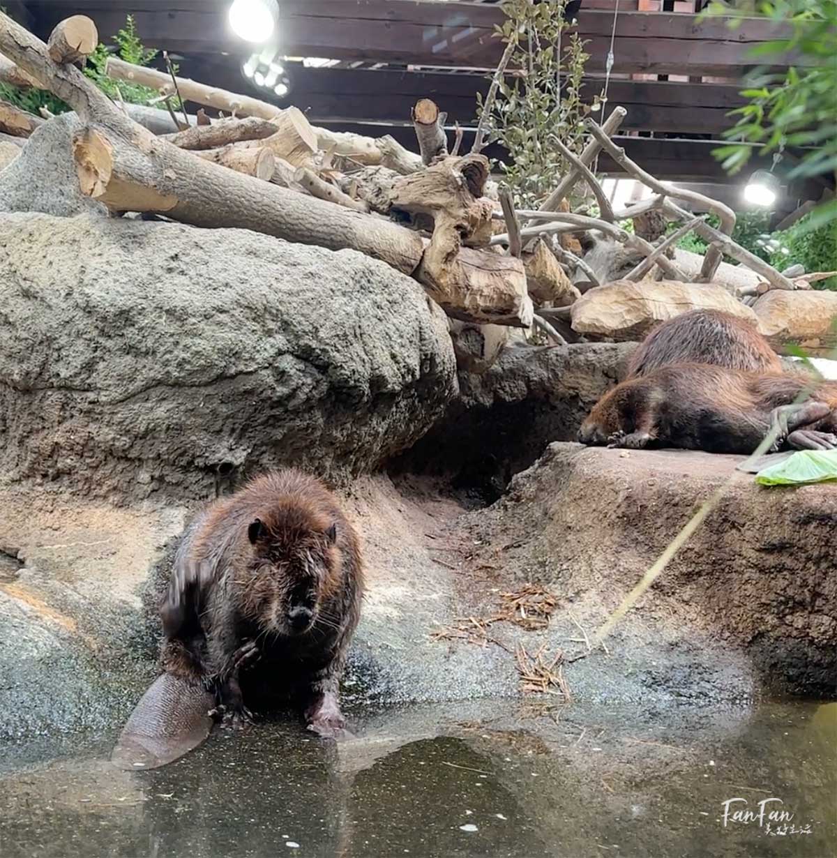 神戶動物王國｜來去神戶餵企鵝跟海豹，還有鵜鶘與貓頭鷹，超近距離與動物親近互動｜神戶親子景點推薦！Kobe Animal Kingdom