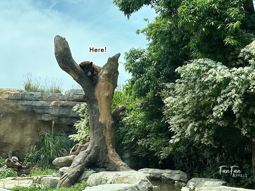 神戶動物王國｜來去神戶餵企鵝跟海豹，還有鵜鶘與貓頭鷹，超近距離與動物親近互動｜神戶親子景點推薦！Kobe Animal Kingdom