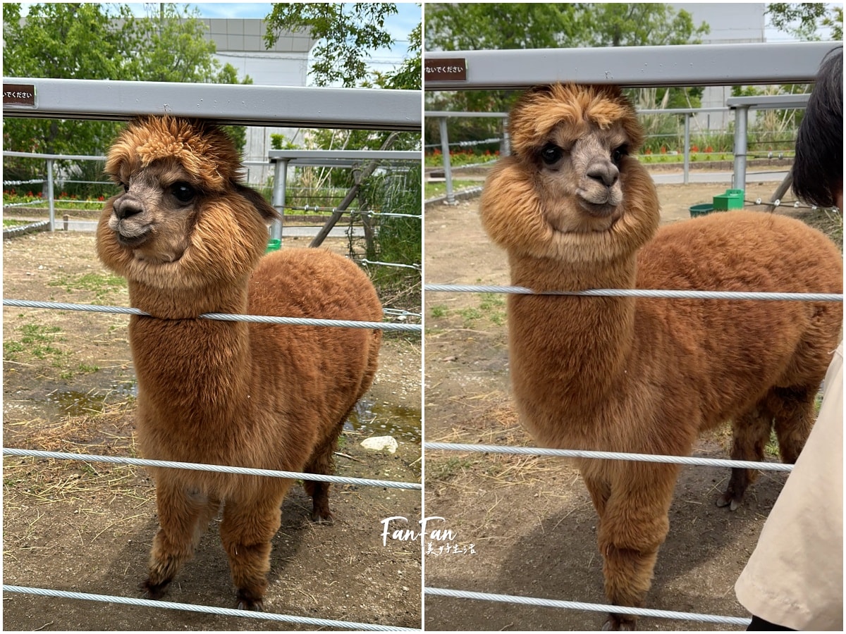 神戶動物王國｜來去神戶餵企鵝跟海豹，還有鵜鶘與貓頭鷹，超近距離與動物親近互動｜神戶親子景點推薦！Kobe Animal Kingdom