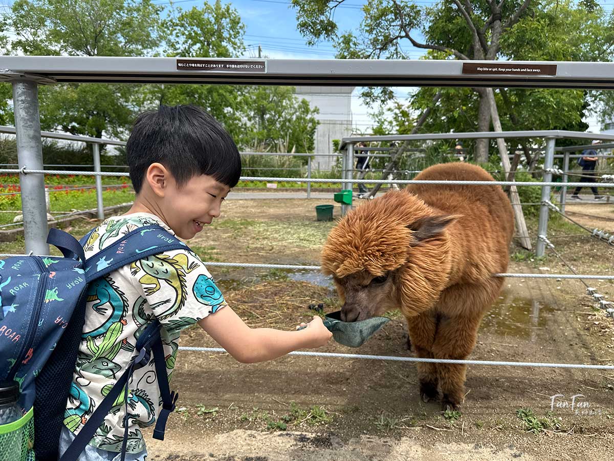 神戶動物王國｜來去神戶餵企鵝跟海豹，還有鵜鶘與貓頭鷹，超近距離與動物親近互動｜神戶親子景點推薦！Kobe Animal Kingdom