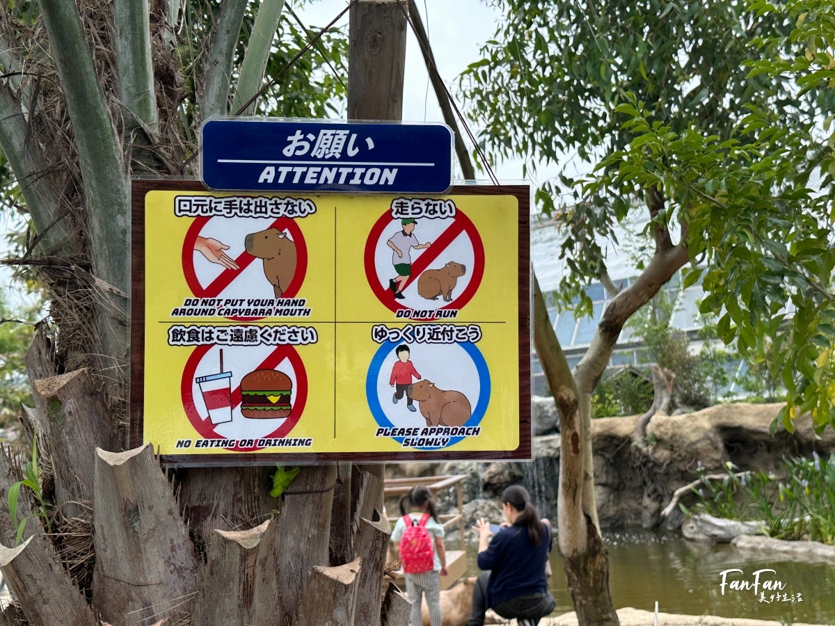 神戶動物王國｜來去神戶餵企鵝跟海豹，還有鵜鶘與貓頭鷹，超近距離與動物親近互動｜神戶親子景點推薦！Kobe Animal Kingdom