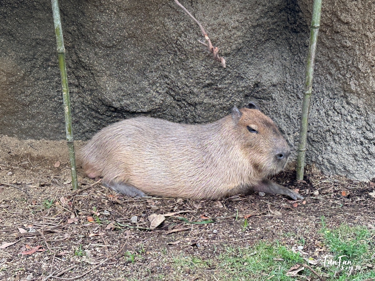 神戶動物王國｜來去神戶餵企鵝跟海豹，還有鵜鶘與貓頭鷹，超近距離與動物親近互動｜神戶親子景點推薦！Kobe Animal Kingdom