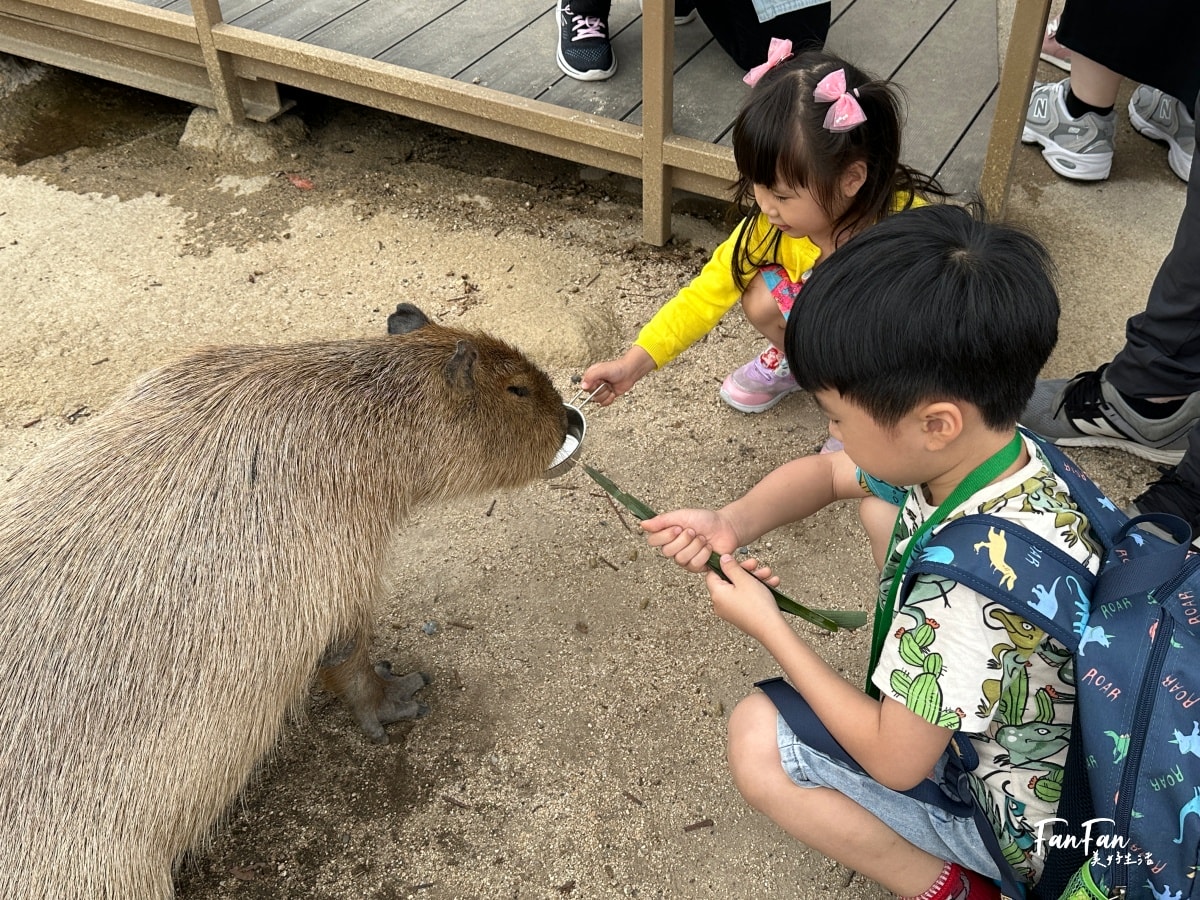 神戶動物王國｜來去神戶餵企鵝跟海豹，還有鵜鶘與貓頭鷹，超近距離與動物親近互動｜神戶親子景點推薦！Kobe Animal Kingdom