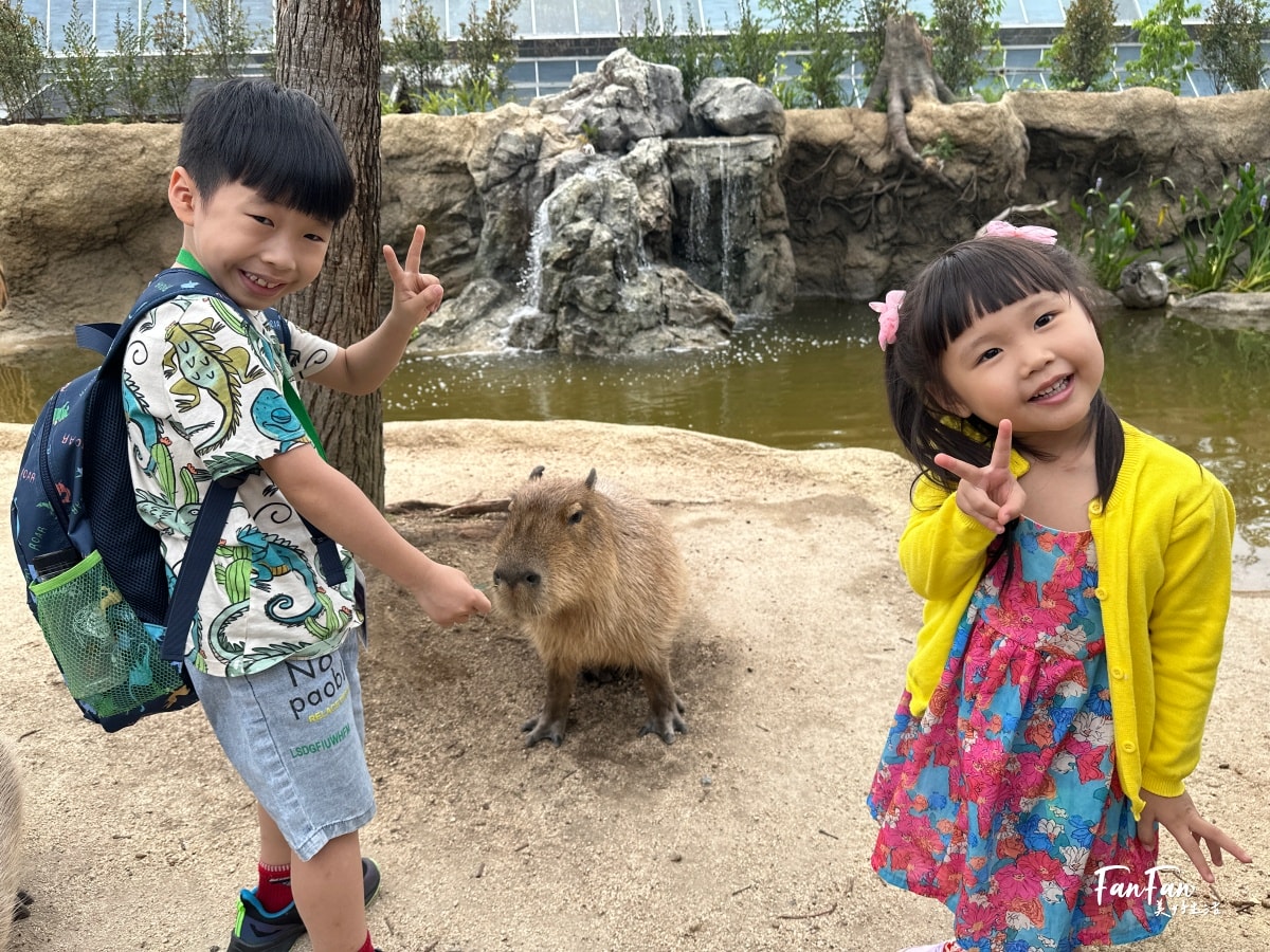 神戶動物王國｜來去神戶餵企鵝跟海豹，還有鵜鶘與貓頭鷹，超近距離與動物親近互動｜神戶親子景點推薦！Kobe Animal Kingdom