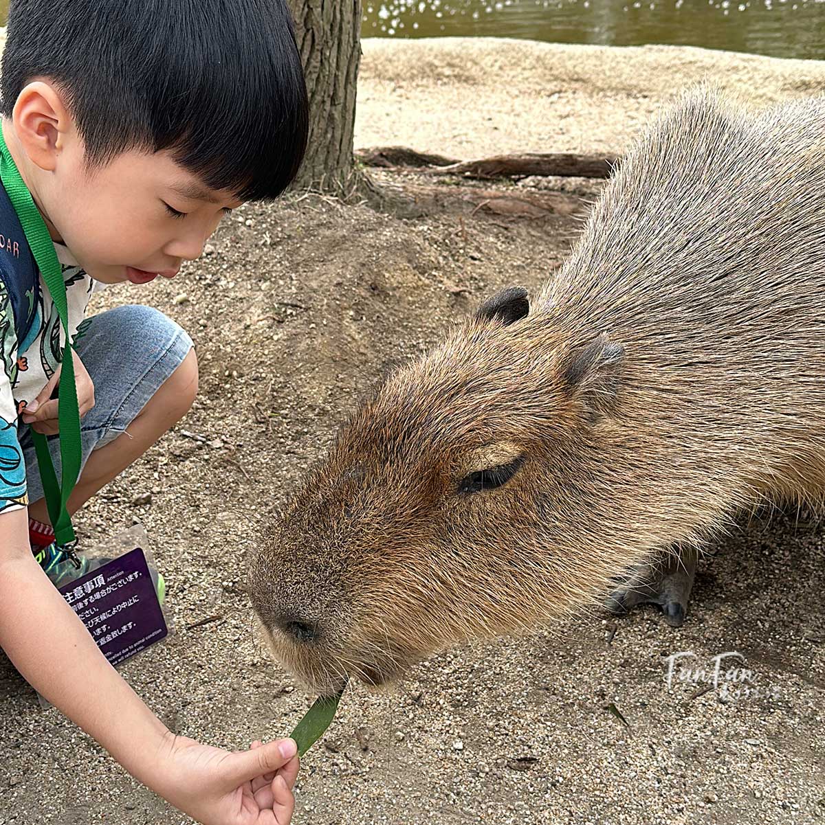 神戶動物王國｜來去神戶餵企鵝跟海豹，還有鵜鶘與貓頭鷹，超近距離與動物親近互動｜神戶親子景點推薦！Kobe Animal Kingdom