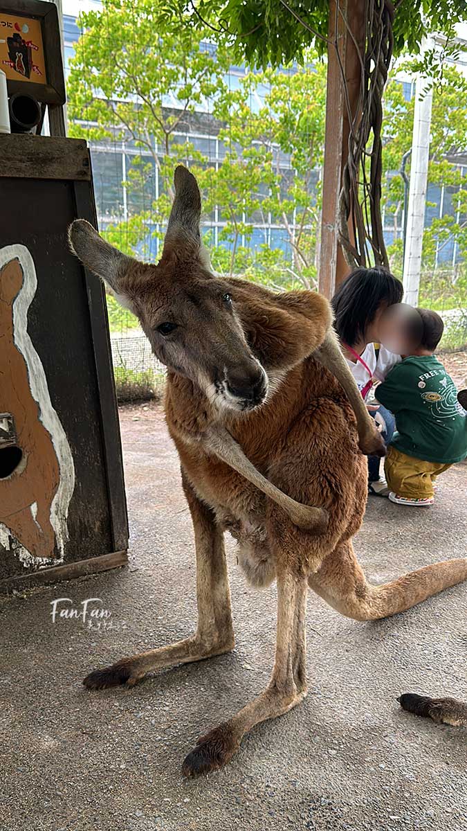 神戶動物王國｜來去神戶餵企鵝跟海豹，還有鵜鶘與貓頭鷹，超近距離與動物親近互動｜神戶親子景點推薦！Kobe Animal Kingdom