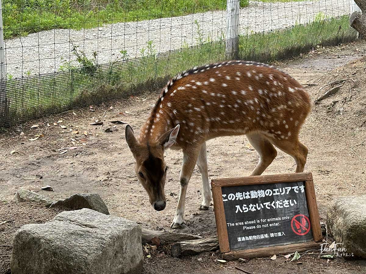 神戶動物王國｜來去神戶餵企鵝跟海豹，還有鵜鶘與貓頭鷹，超近距離與動物親近互動｜神戶親子景點推薦！Kobe Animal Kingdom