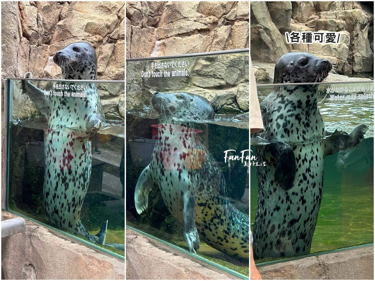 神戶動物王國｜來去神戶餵企鵝跟海豹，還有鵜鶘與貓頭鷹，超近距離與動物親近互動｜神戶親子景點推薦！Kobe Animal Kingdom