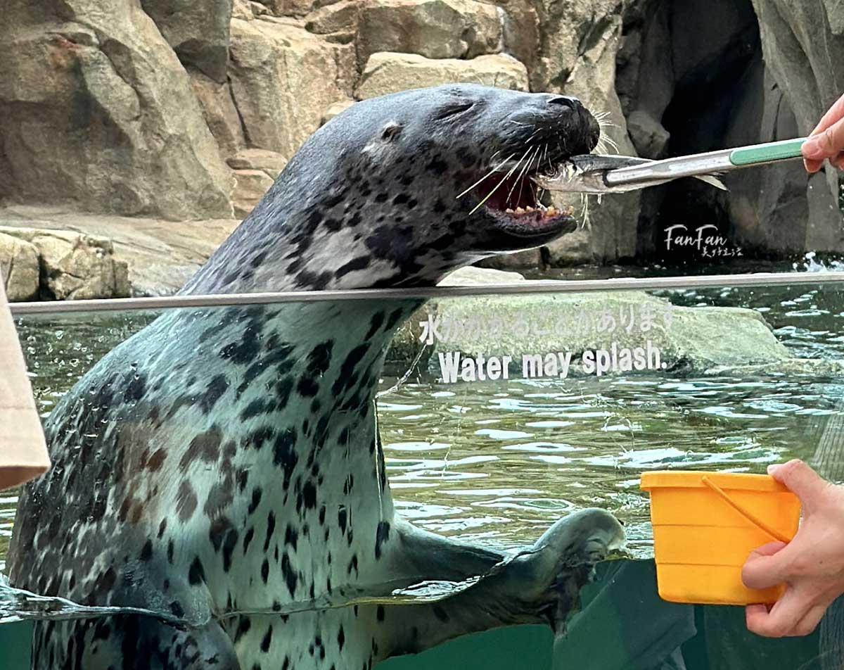 神戶動物王國｜來去神戶餵企鵝跟海豹，還有鵜鶘與貓頭鷹，超近距離與動物親近互動｜神戶親子景點推薦！Kobe Animal Kingdom