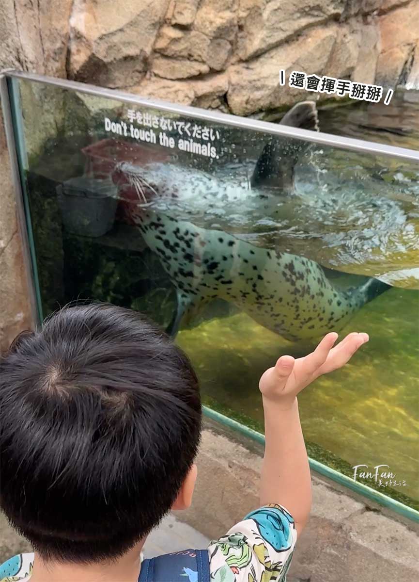 神戶動物王國｜來去神戶餵企鵝跟海豹，還有鵜鶘與貓頭鷹，超近距離與動物親近互動｜神戶親子景點推薦！Kobe Animal Kingdom