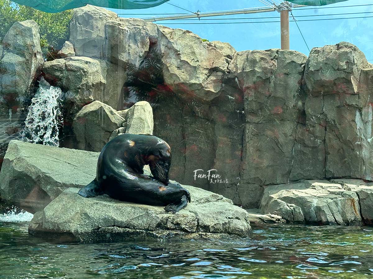 神戶動物王國｜來去神戶餵企鵝跟海豹，還有鵜鶘與貓頭鷹，超近距離與動物親近互動｜神戶親子景點推薦！Kobe Animal Kingdom