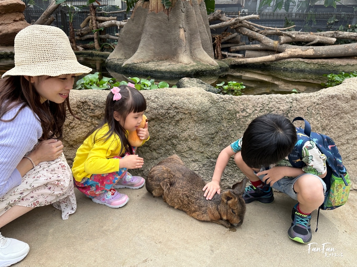 神戶動物王國｜來去神戶餵企鵝跟海豹，還有鵜鶘與貓頭鷹，超近距離與動物親近互動｜神戶親子景點推薦！Kobe Animal Kingdom