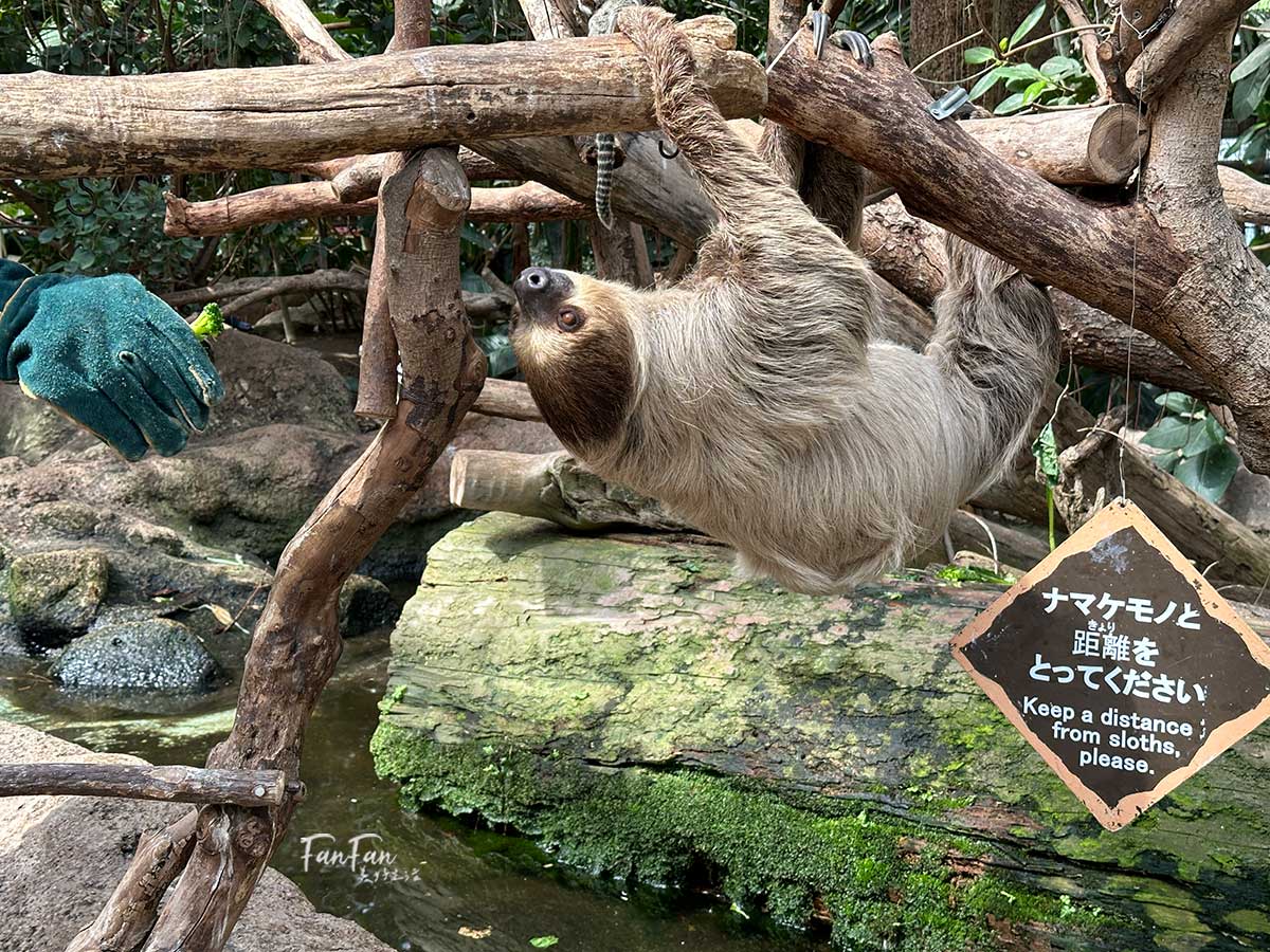 神戶動物王國｜來去神戶餵企鵝跟海豹，還有鵜鶘與貓頭鷹，超近距離與動物親近互動｜神戶親子景點推薦！Kobe Animal Kingdom