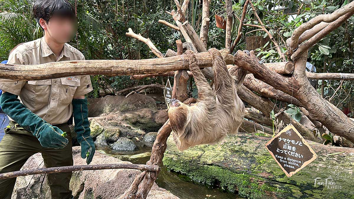 神戶動物王國｜來去神戶餵企鵝跟海豹，還有鵜鶘與貓頭鷹，超近距離與動物親近互動｜神戶親子景點推薦！Kobe Animal Kingdom