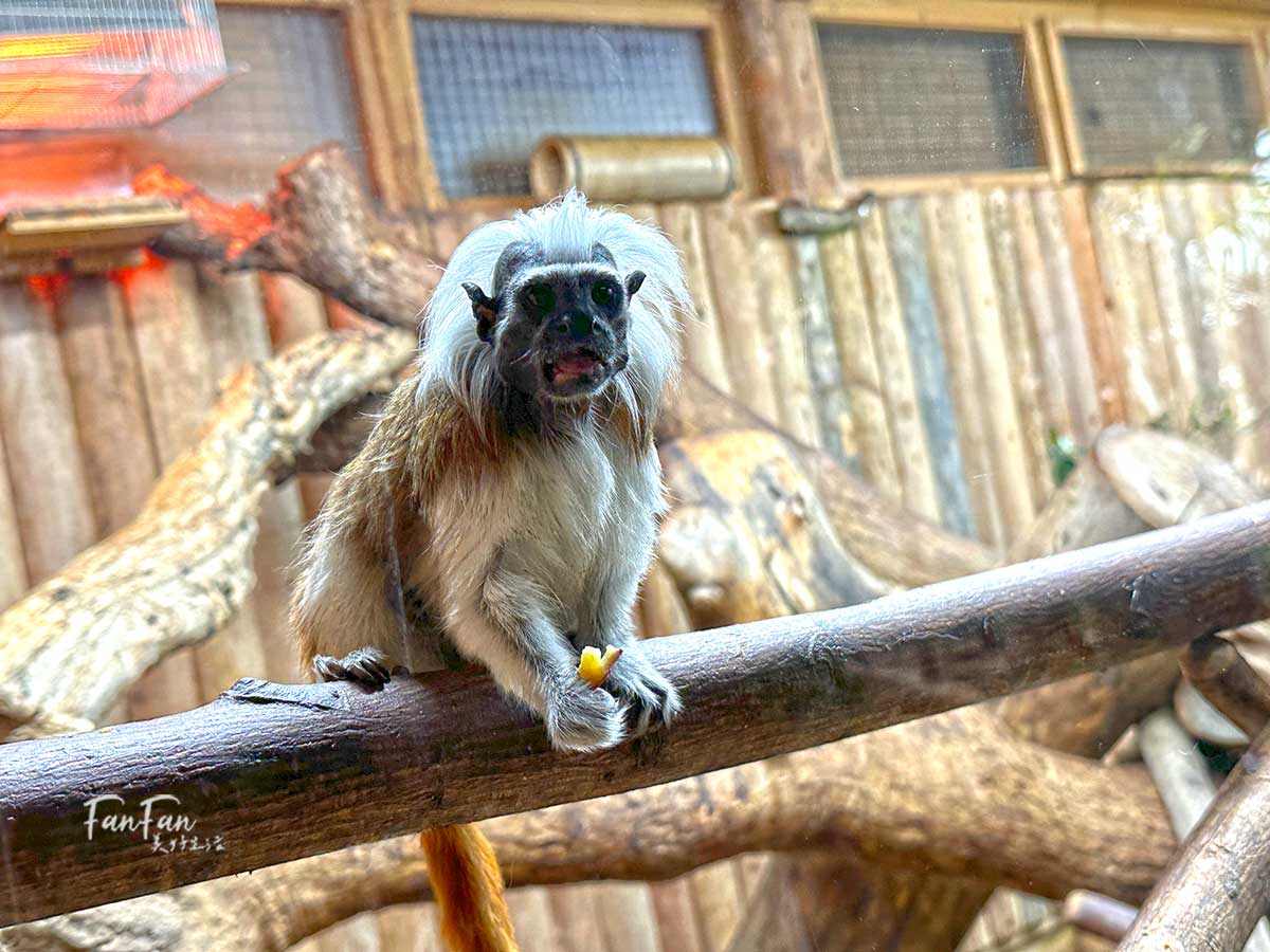 神戶動物王國｜來去神戶餵企鵝跟海豹，還有鵜鶘與貓頭鷹，超近距離與動物親近互動｜神戶親子景點推薦！Kobe Animal Kingdom