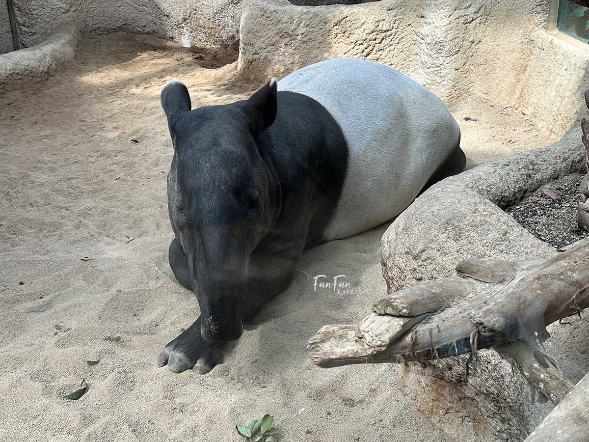 神戶動物王國｜來去神戶餵企鵝跟海豹，還有鵜鶘與貓頭鷹，超近距離與動物親近互動｜神戶親子景點推薦！Kobe Animal Kingdom