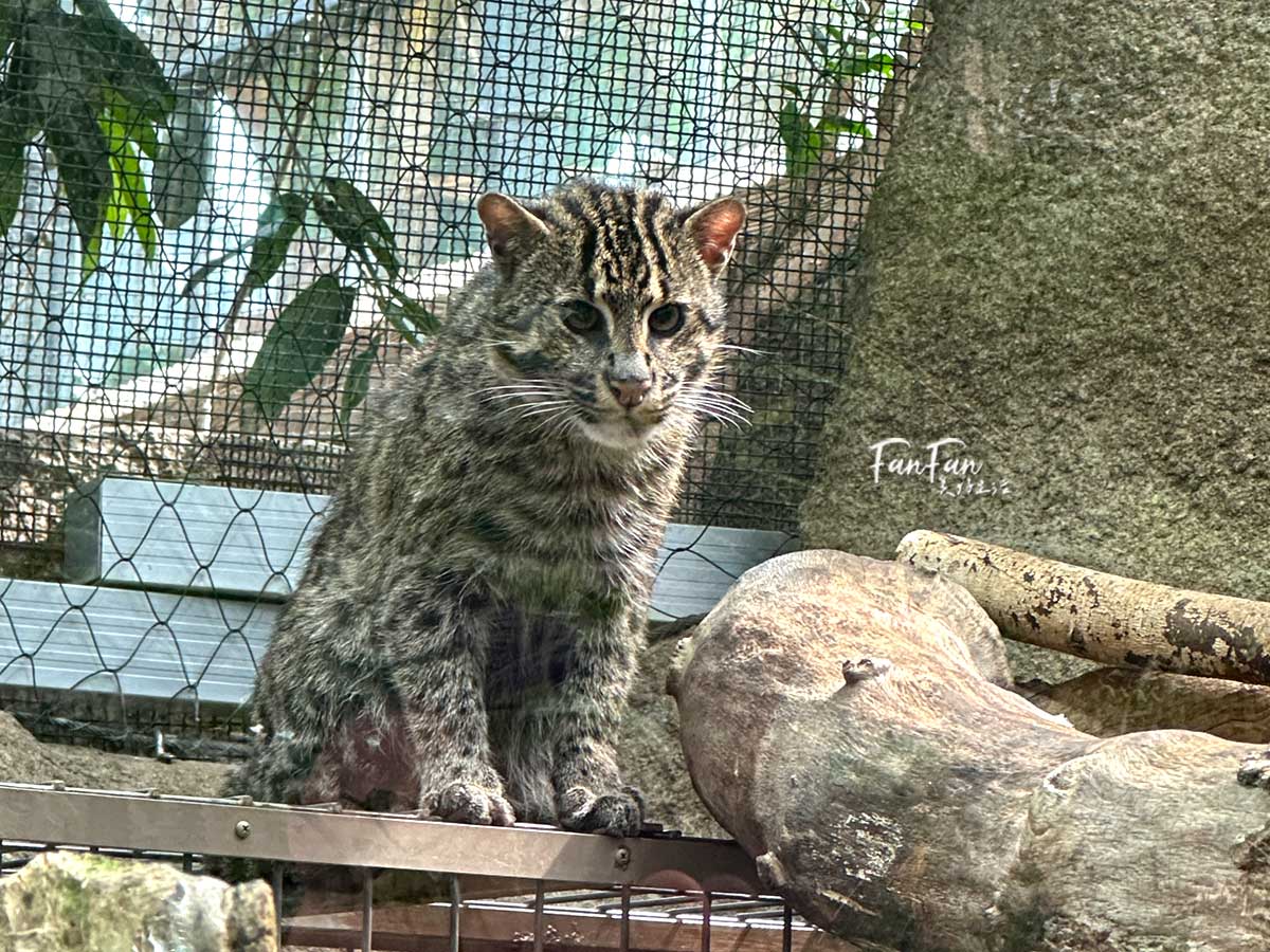 神戶動物王國｜來去神戶餵企鵝跟海豹，還有鵜鶘與貓頭鷹，超近距離與動物親近互動｜神戶親子景點推薦！Kobe Animal Kingdom