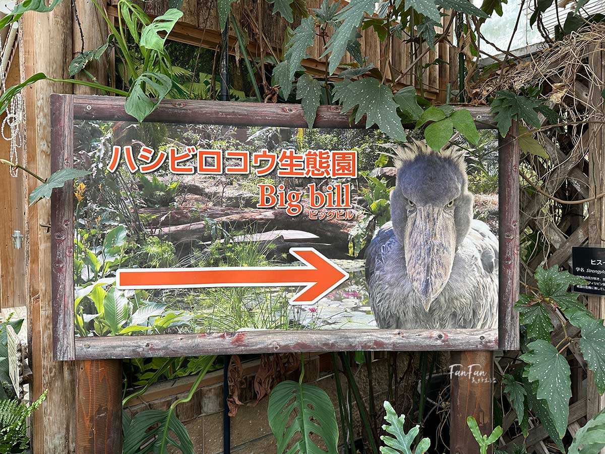神戶動物王國｜來去神戶餵企鵝跟海豹，還有鵜鶘與貓頭鷹，超近距離與動物親近互動｜神戶親子景點推薦！Kobe Animal Kingdom