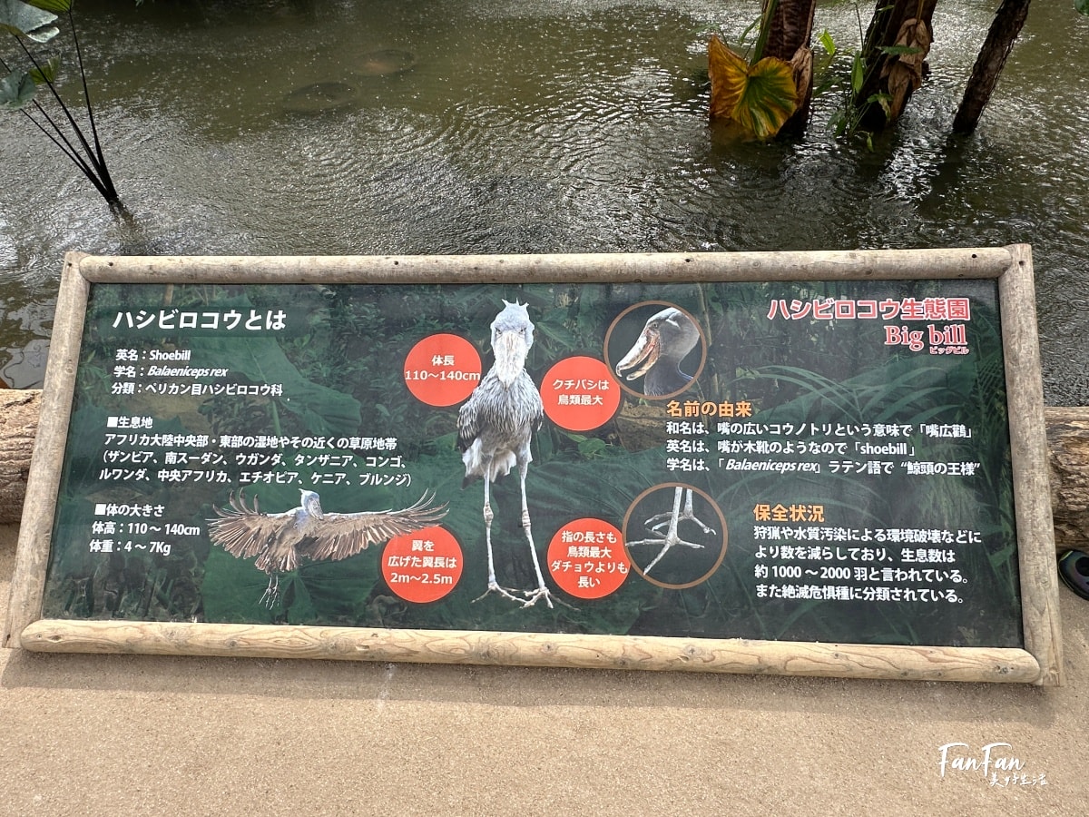 神戶動物王國｜來去神戶餵企鵝跟海豹，還有鵜鶘與貓頭鷹，超近距離與動物親近互動｜神戶親子景點推薦！Kobe Animal Kingdom