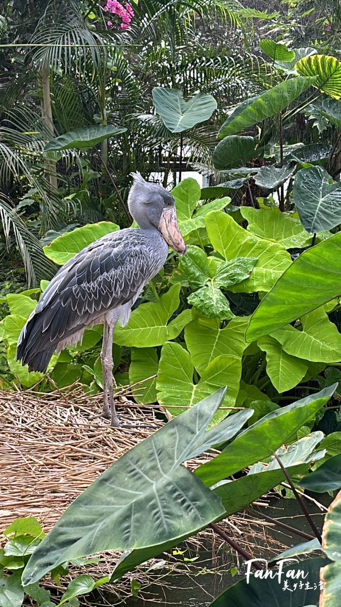 神戶動物王國｜來去神戶餵企鵝跟海豹，還有鵜鶘與貓頭鷹，超近距離與動物親近互動｜神戶親子景點推薦！Kobe Animal Kingdom