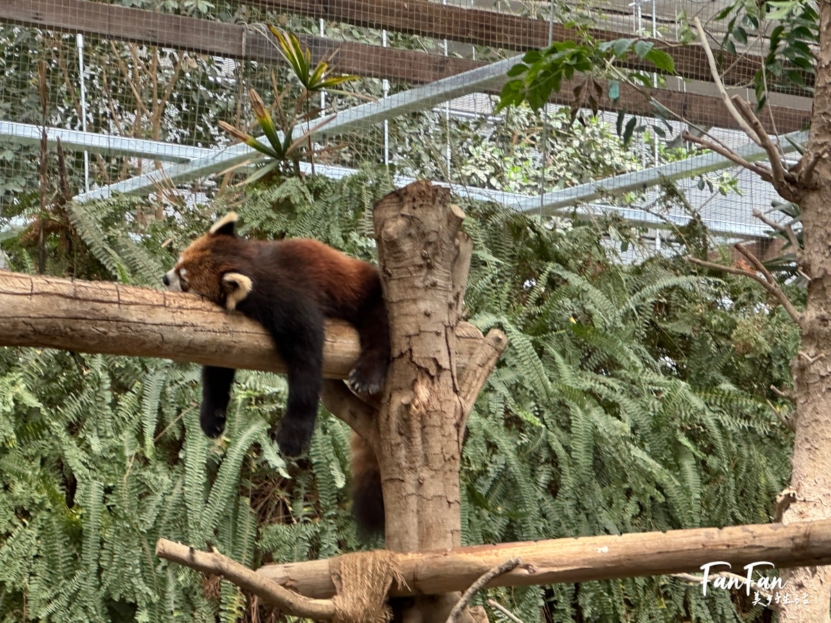 神戶動物王國｜來去神戶餵企鵝跟海豹，還有鵜鶘與貓頭鷹，超近距離與動物親近互動｜神戶親子景點推薦！Kobe Animal Kingdom