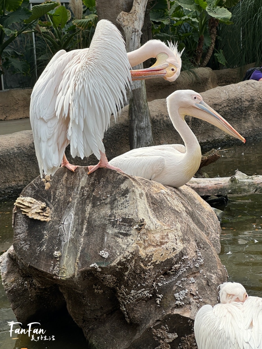 神戶動物王國｜來去神戶餵企鵝跟海豹，還有鵜鶘與貓頭鷹，超近距離與動物親近互動｜神戶親子景點推薦！Kobe Animal Kingdom