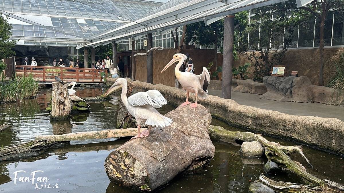 神戶動物王國｜來去神戶餵企鵝跟海豹，還有鵜鶘與貓頭鷹，超近距離與動物親近互動｜神戶親子景點推薦！Kobe Animal Kingdom