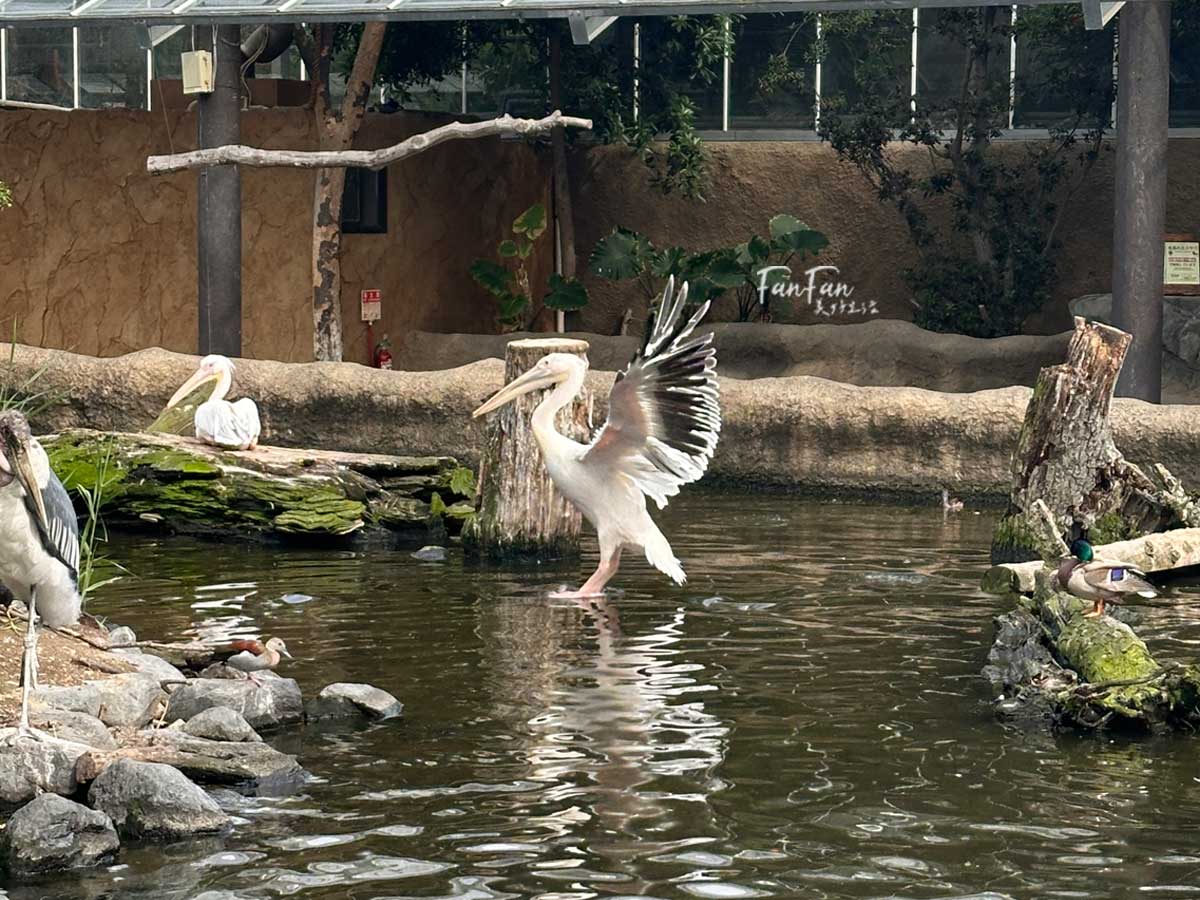 神戶動物王國｜來去神戶餵企鵝跟海豹，還有鵜鶘與貓頭鷹，超近距離與動物親近互動｜神戶親子景點推薦！Kobe Animal Kingdom