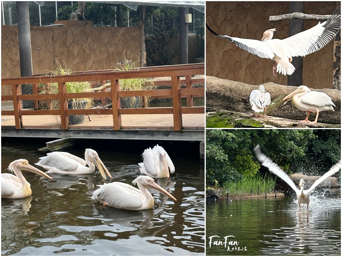 神戶動物王國｜來去神戶餵企鵝跟海豹，還有鵜鶘與貓頭鷹，超近距離與動物親近互動｜神戶親子景點推薦！Kobe Animal Kingdom
