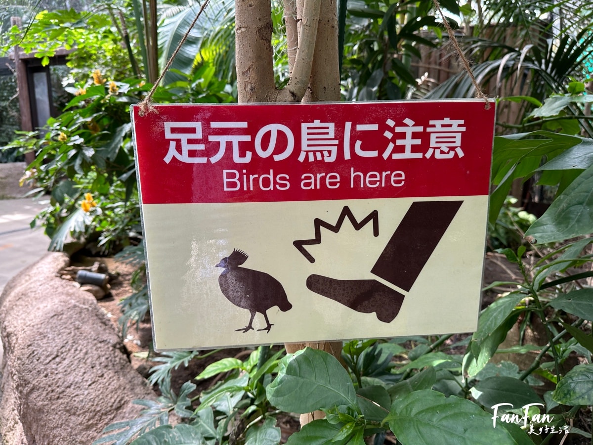 神戶動物王國｜來去神戶餵企鵝跟海豹，還有鵜鶘與貓頭鷹，超近距離與動物親近互動｜神戶親子景點推薦！Kobe Animal Kingdom