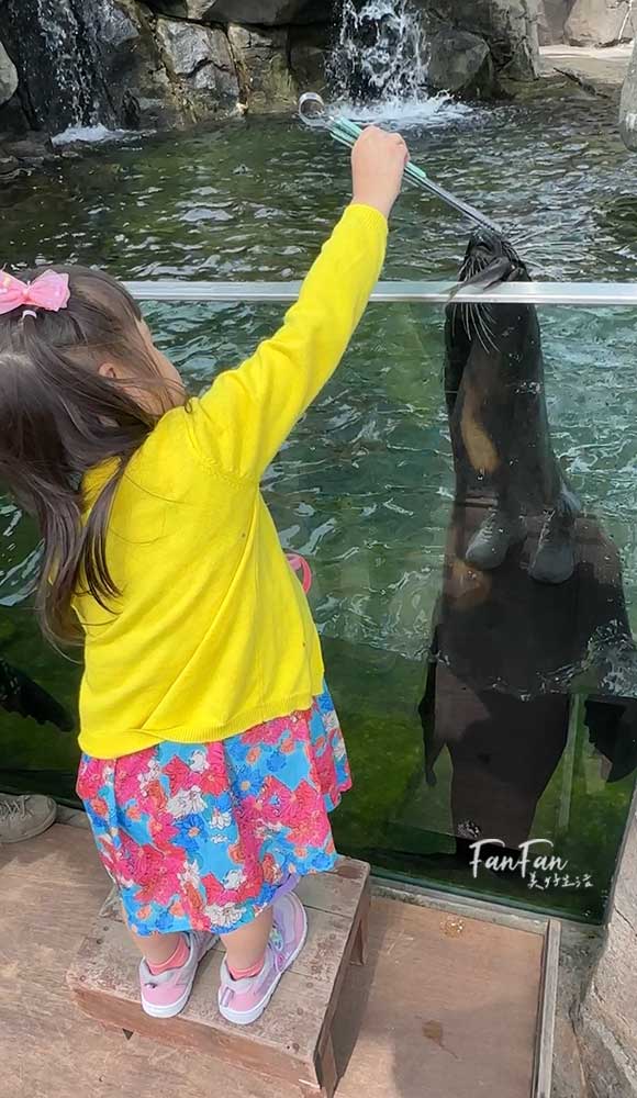 神戶動物王國｜來去神戶餵企鵝跟海豹，還有鵜鶘與貓頭鷹，超近距離與動物親近互動｜神戶親子景點推薦！Kobe Animal Kingdom