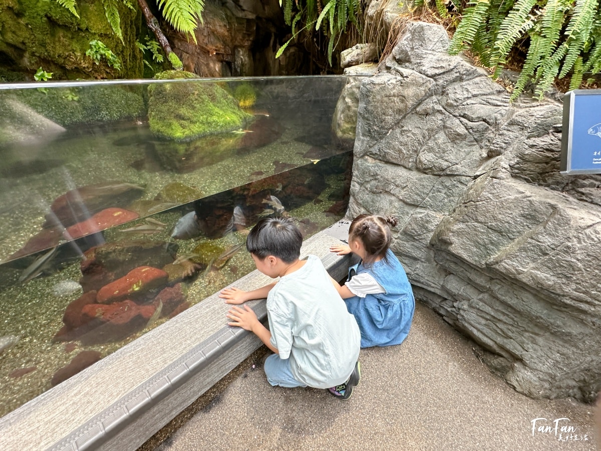 大阪海遊館｜必看鯨鯊海豹企鵝游泳，超壯觀大型水族館｜KAIYUKAN海遊館門票交通票價整理｜大阪親子景點、雨備景點推薦