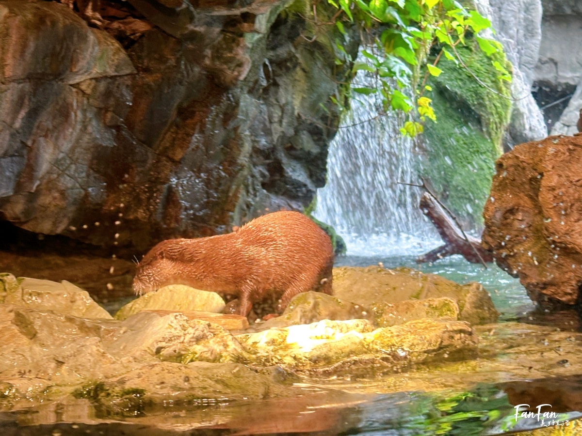 大阪海遊館｜必看鯨鯊海豹企鵝游泳，超壯觀大型水族館｜KAIYUKAN海遊館門票交通票價整理｜大阪親子景點、雨備景點推薦