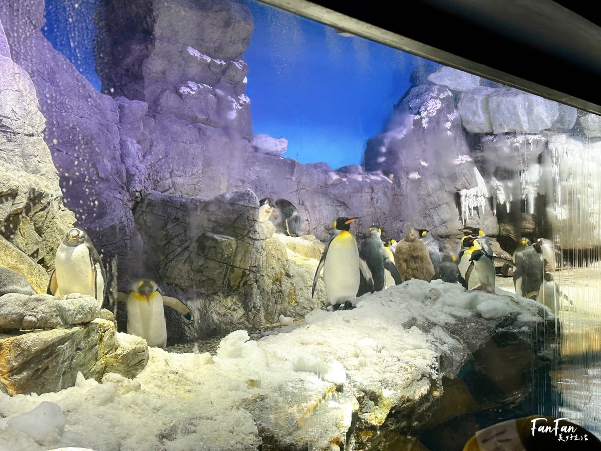 大阪海遊館｜必看鯨鯊海豹企鵝游泳，超壯觀大型水族館｜KAIYUKAN海遊館門票交通票價整理｜大阪親子景點、雨備景點推薦