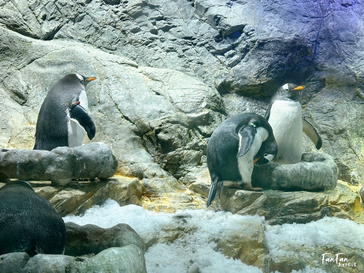 大阪海遊館｜必看鯨鯊海豹企鵝游泳，超壯觀大型水族館｜KAIYUKAN海遊館門票交通票價整理｜大阪親子景點、雨備景點推薦