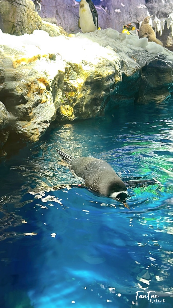 大阪海遊館｜必看鯨鯊海豹企鵝游泳，超壯觀大型水族館｜KAIYUKAN海遊館門票交通票價整理｜大阪親子景點、雨備景點推薦