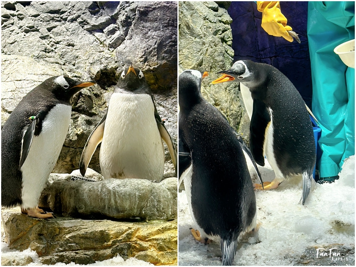 大阪海遊館｜必看鯨鯊海豹企鵝游泳，超壯觀大型水族館｜KAIYUKAN海遊館門票交通票價整理｜大阪親子景點、雨備景點推薦