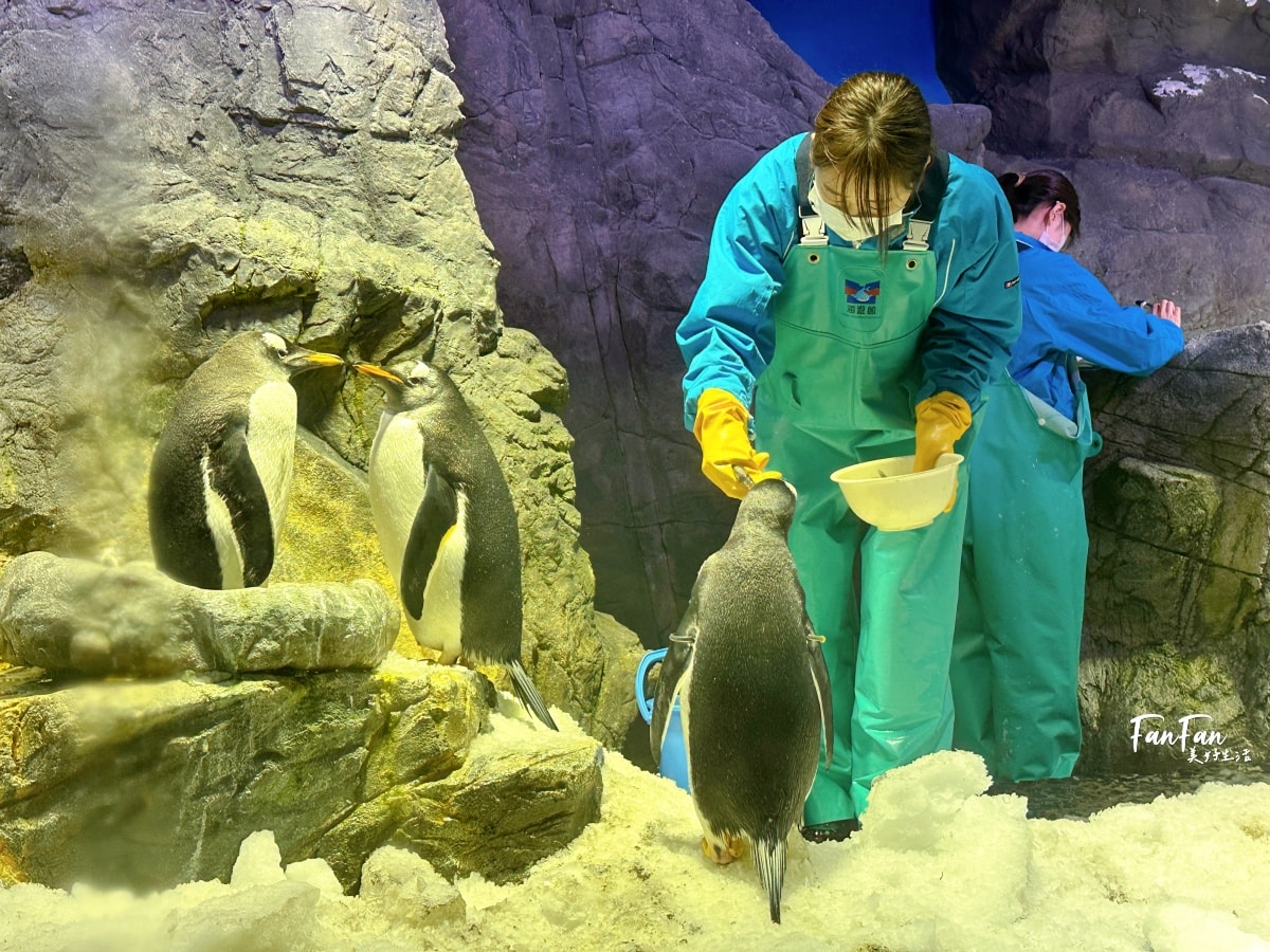 大阪海遊館｜必看鯨鯊海豹企鵝游泳，超壯觀大型水族館｜KAIYUKAN海遊館門票交通票價整理｜大阪親子景點、雨備景點推薦