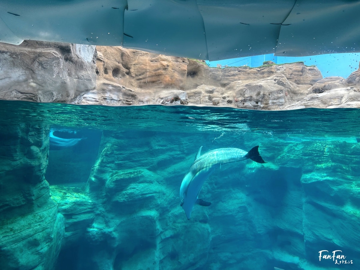 大阪海遊館｜必看鯨鯊海豹企鵝游泳，超壯觀大型水族館｜KAIYUKAN海遊館門票交通票價整理｜大阪親子景點、雨備景點推薦
