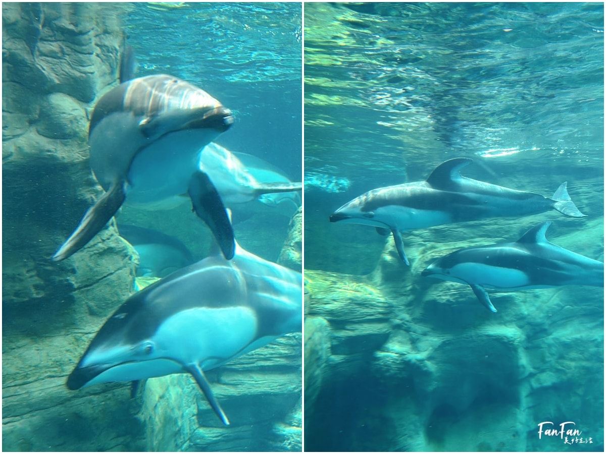 大阪海遊館｜必看鯨鯊海豹企鵝游泳，超壯觀大型水族館｜KAIYUKAN海遊館門票交通票價整理｜大阪親子景點、雨備景點推薦