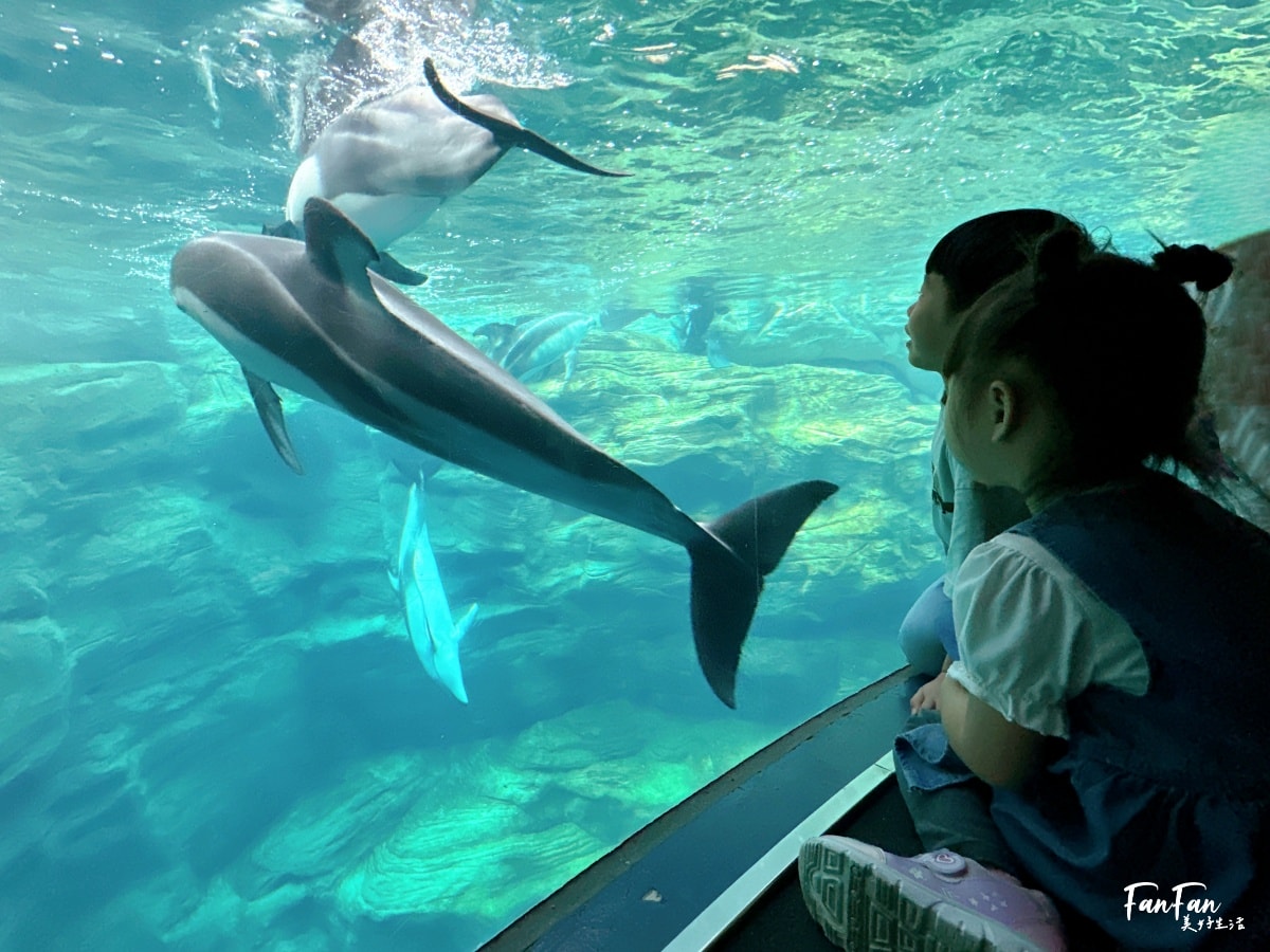 大阪海遊館｜必看鯨鯊海豹企鵝游泳，超壯觀大型水族館｜KAIYUKAN海遊館門票交通票價整理｜大阪親子景點、雨備景點推薦