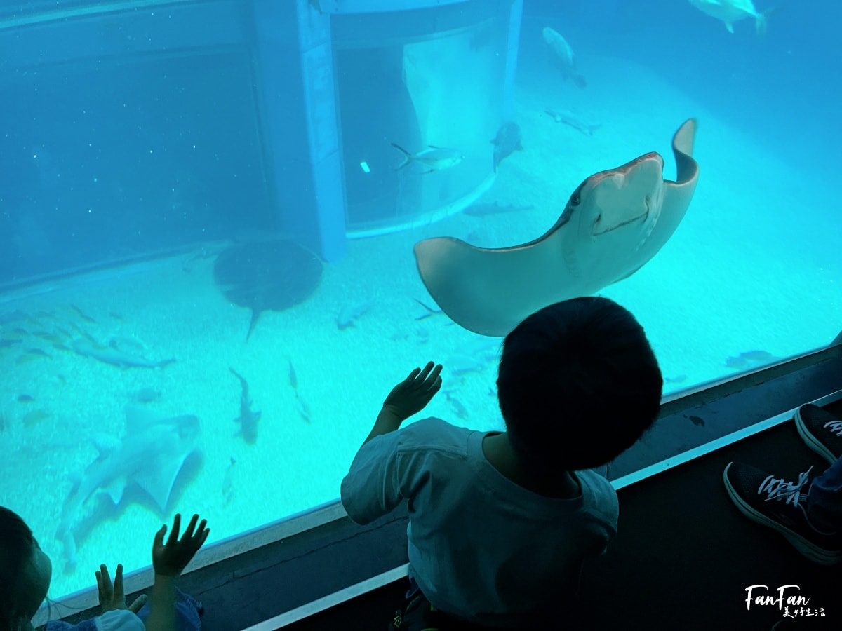 大阪海遊館｜必看鯨鯊海豹企鵝游泳，超壯觀大型水族館｜KAIYUKAN海遊館門票交通票價整理｜大阪親子景點、雨備景點推薦