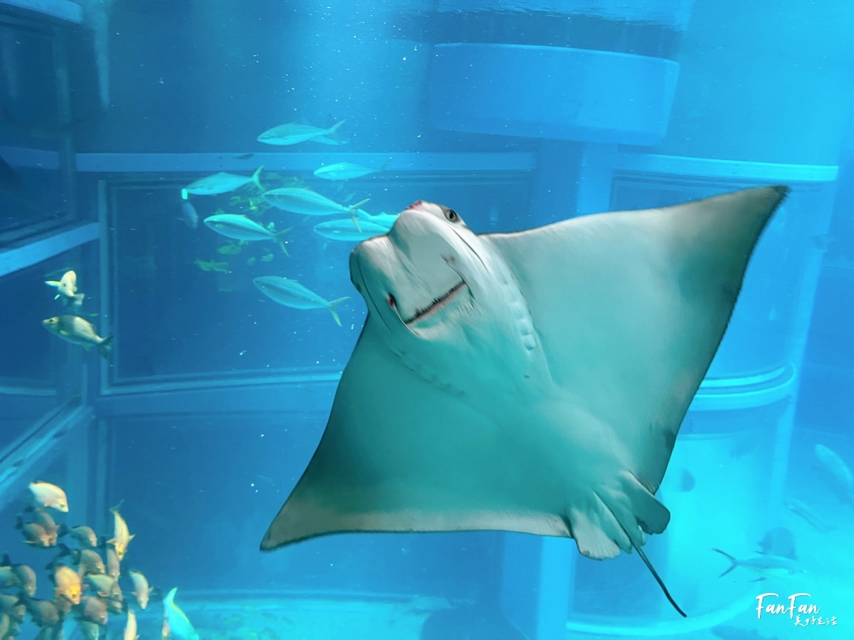 大阪海遊館｜必看鯨鯊海豹企鵝游泳，超壯觀大型水族館｜KAIYUKAN海遊館門票交通票價整理｜大阪親子景點、雨備景點推薦