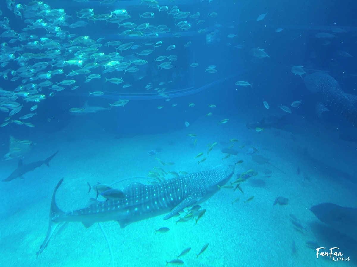 大阪海遊館｜必看鯨鯊海豹企鵝游泳，超壯觀大型水族館｜KAIYUKAN海遊館門票交通票價整理｜大阪親子景點、雨備景點推薦